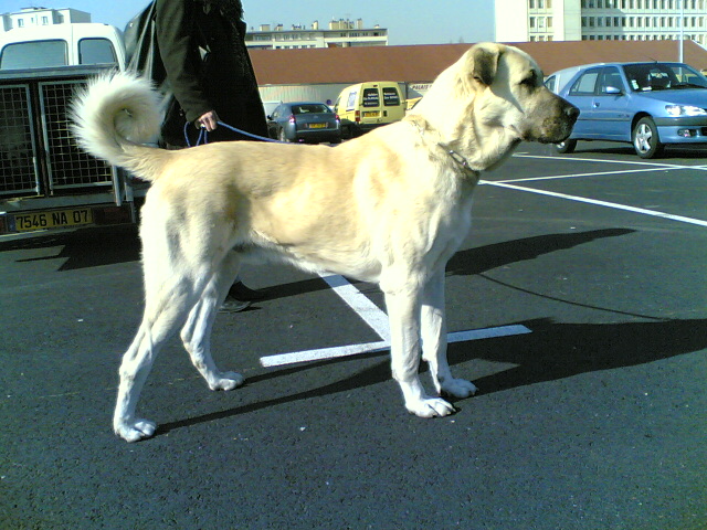 Les Berger Kangal de l'affixe de la Forêt des Quatre Seigneurs