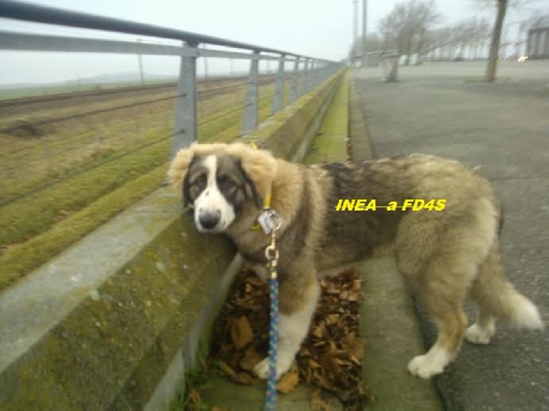 Inea (Sans Affixe)