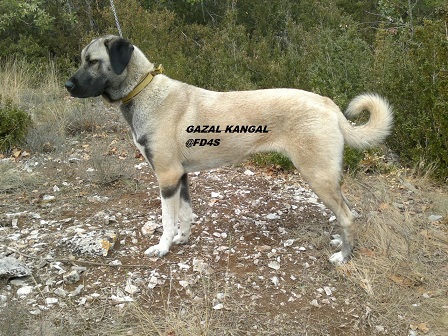 Gazal kangal du Bonnie Blue Flag