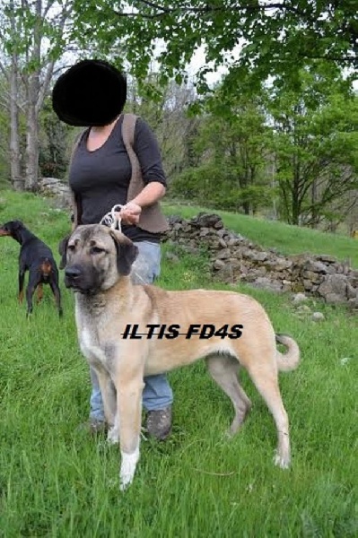 Iltis euncort de la Forêt des Quatre Seigneurs