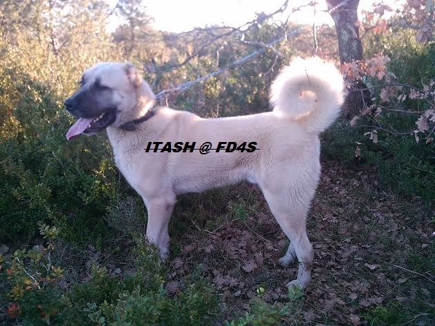 Itash cooeki de la Forêt des Quatre Seigneurs