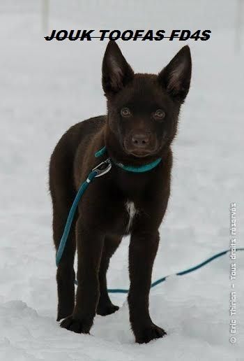 Chiot jouk tooflas de la Forêt des Quatre Seigneurs