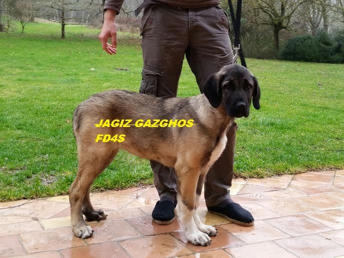 Chiot jagiz gazghos de la Forêt des Quatre Seigneurs