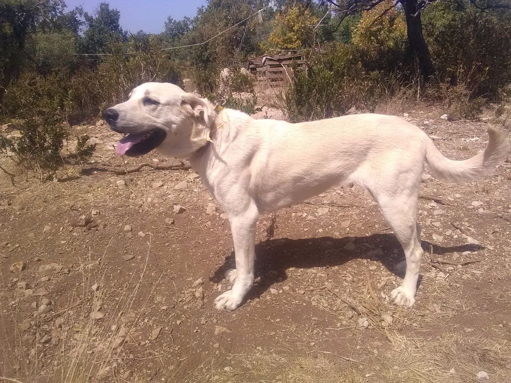 Coca (Sans Affixe)