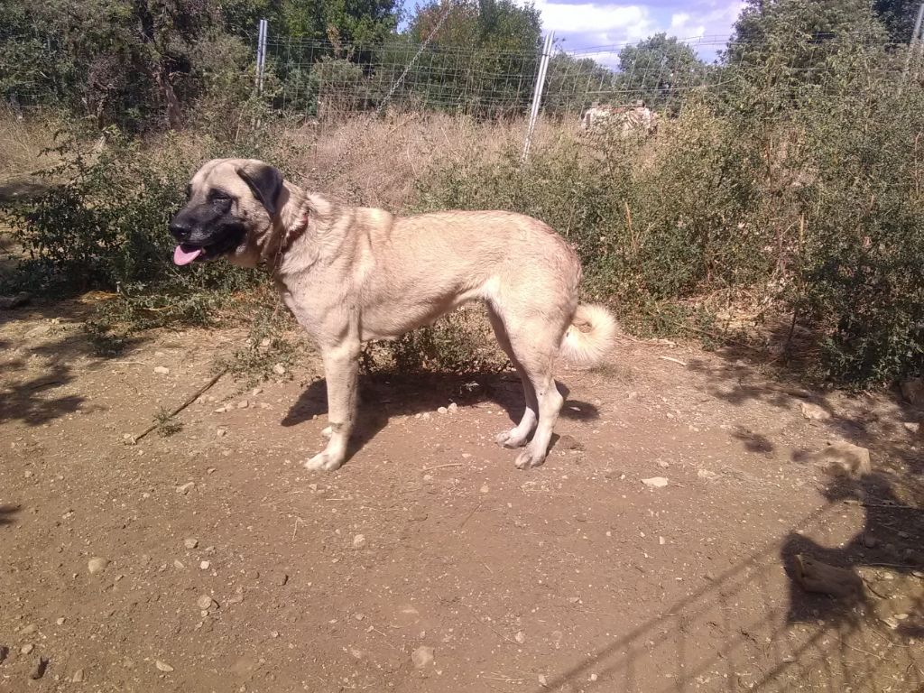 Java (elsgur) de l ecurie du grillon