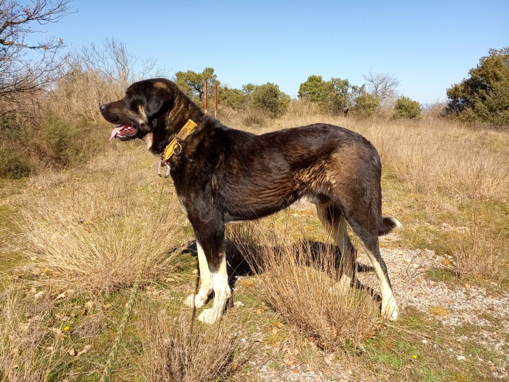 Nephyl hkagho de la Forêt des Quatre Seigneurs