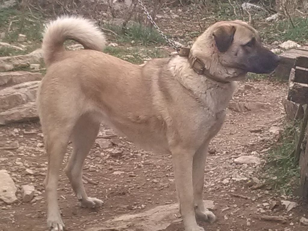 M'kumkae iyuzckwa de la Forêt des Quatre Seigneurs