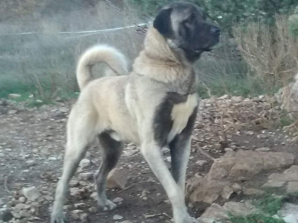 Narlo fajgas de la Forêt des Quatre Seigneurs