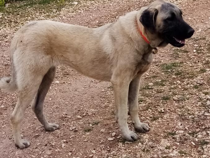 Porga gaimah de la Forêt des Quatre Seigneurs