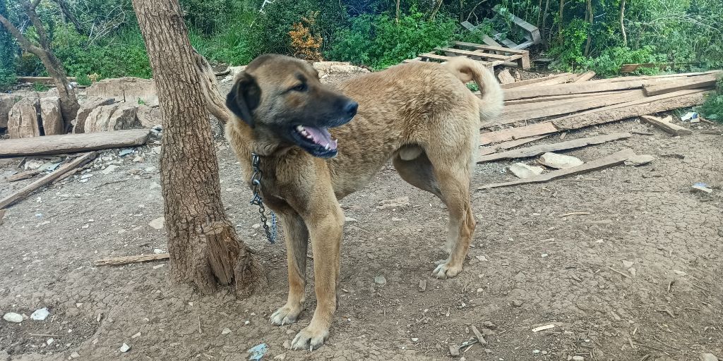 Tracker lkoroka de la Forêt des Quatre Seigneurs